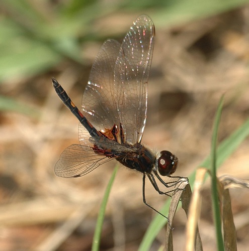 Male
2006_04_20_Treutlen